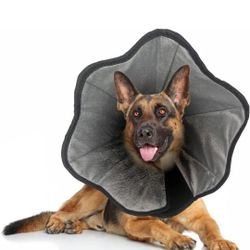 Dog Collar 