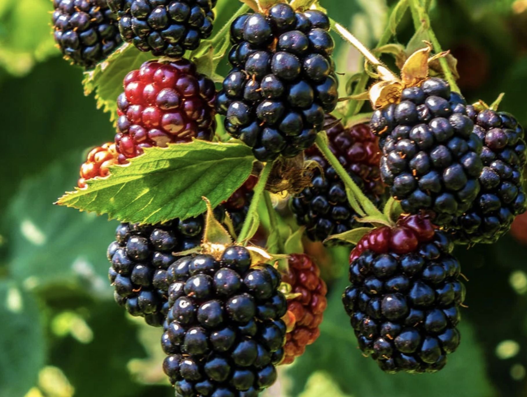 Olganic Blackberry Live Plant