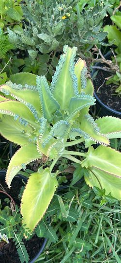 Kalanchoe o madre de Thousand