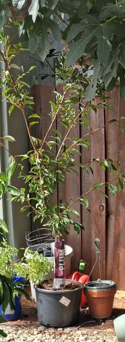 Plum tree&nectarine tree