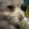 Diego