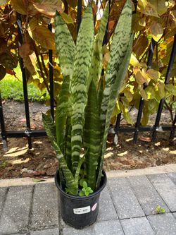 Snake Plant in 1 Gallon Pot