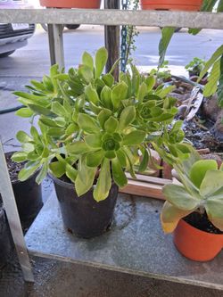 Tree aeonium Succulent plant