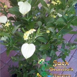 Dwarf Yellow Musaenda Plant 4gal