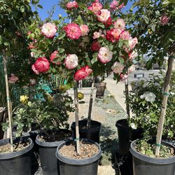 Tree Rose 15gal