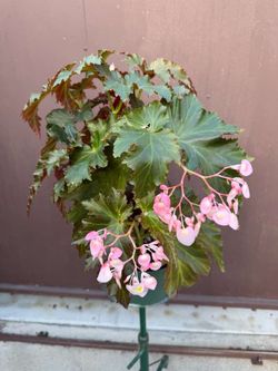 6” begonia irene nuss