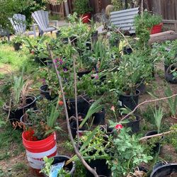 Variety Of Plants For House Decoration