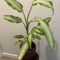 Large Dieffenbachia (Dumb Cane) – Healthy Indoor Floor Plant