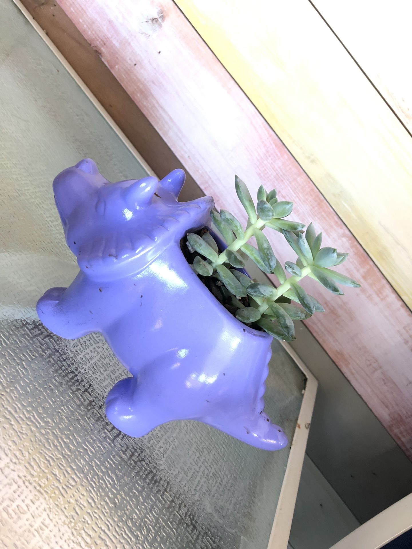 Dinosaur Planter With Succulents 