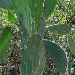 Cactus Plants Or Each Leaf $1 Plants D Om$5-$25 Big Ones