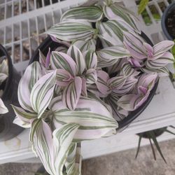 Tradescantia " Feeling Flirty" Plant