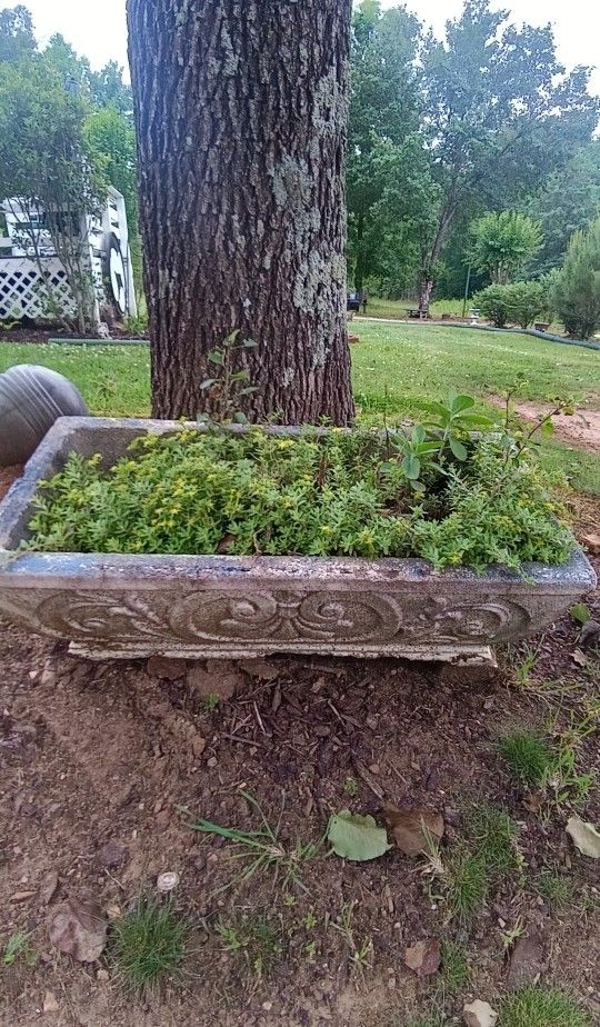 Concrete Flower Pot With Flowers