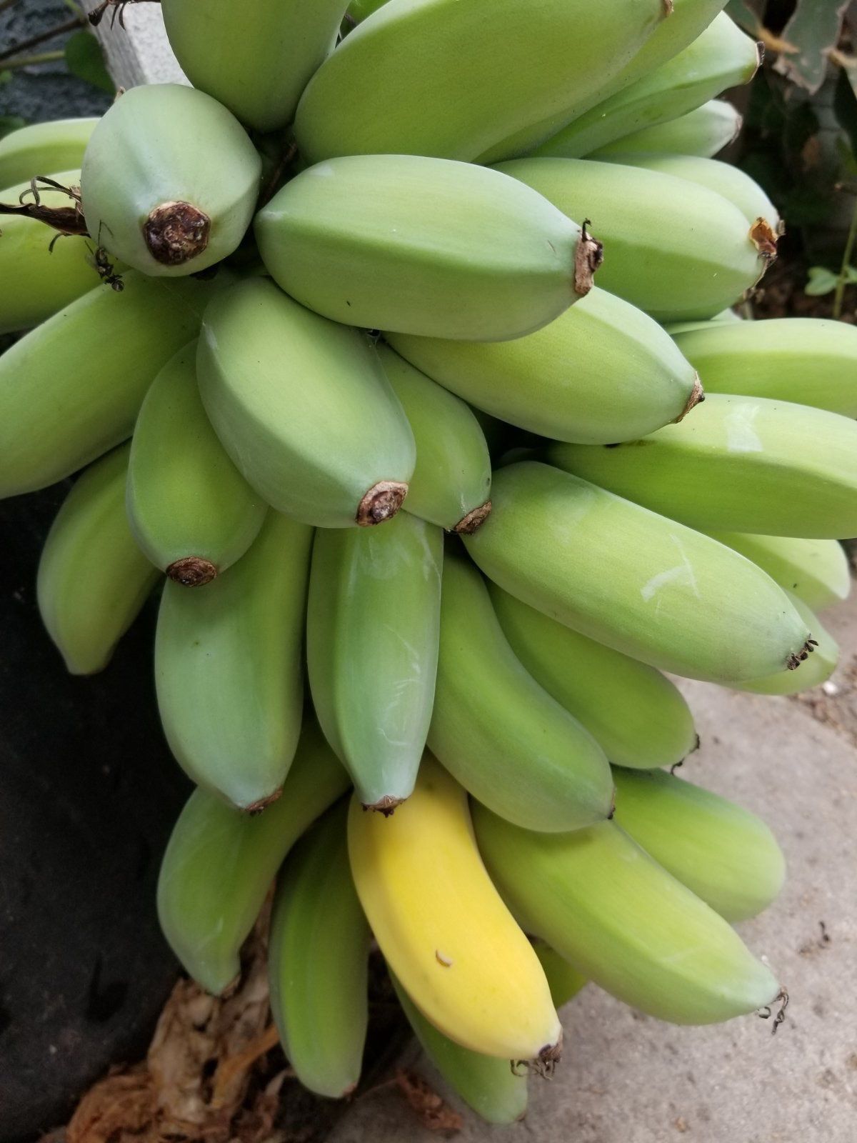 Organic Hawaiian 🌺 Type Banana 🍌