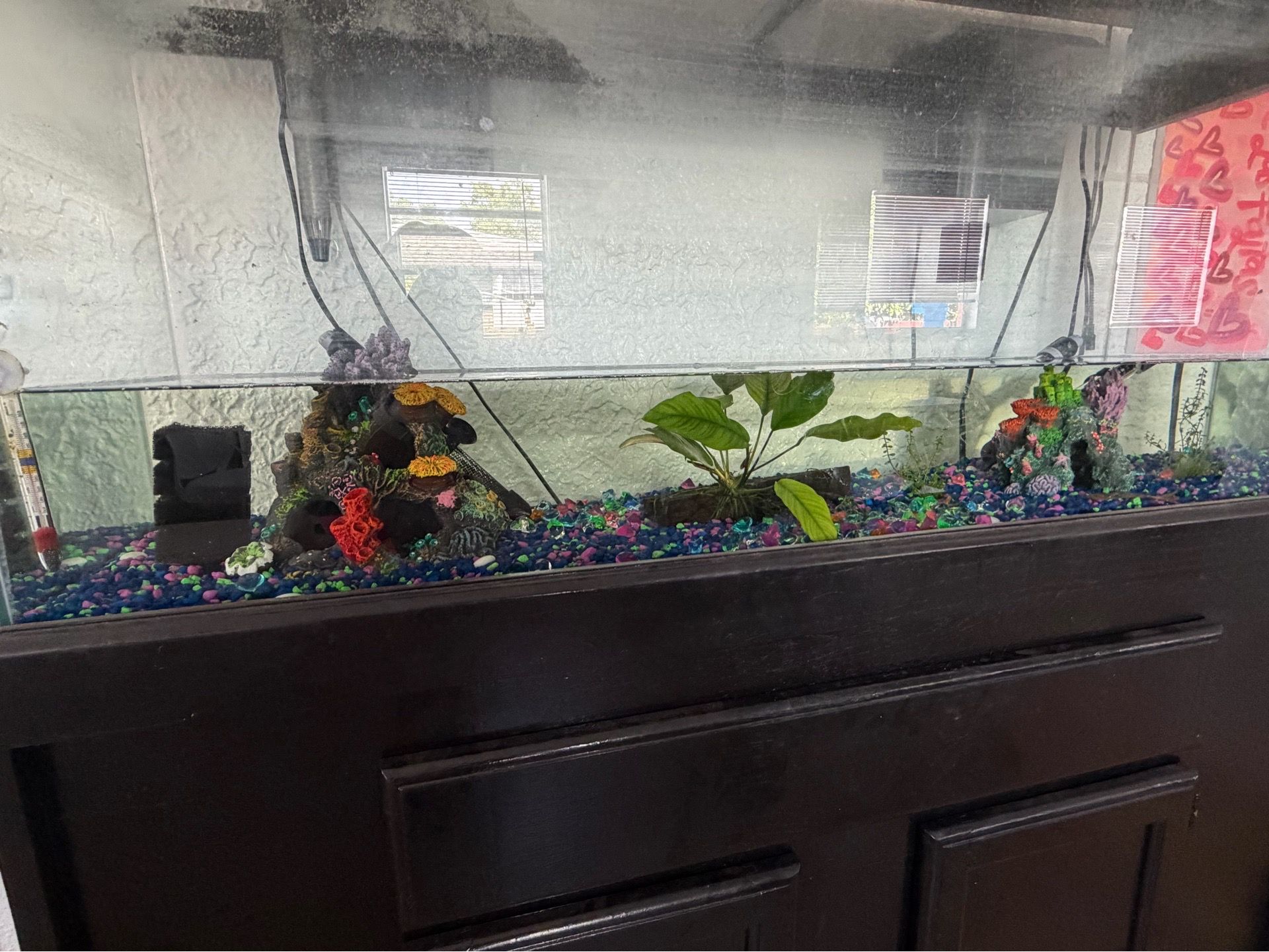 Fish Tank 55 Gallons