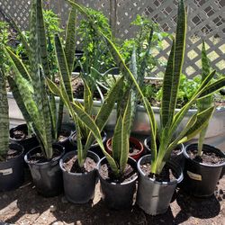 Snake Plants - Espada de Rey - 1 Gallon Pot