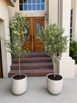 Fruitless olive trees 7ft in pot Landscape Plants Ferns succulents palms grass pots