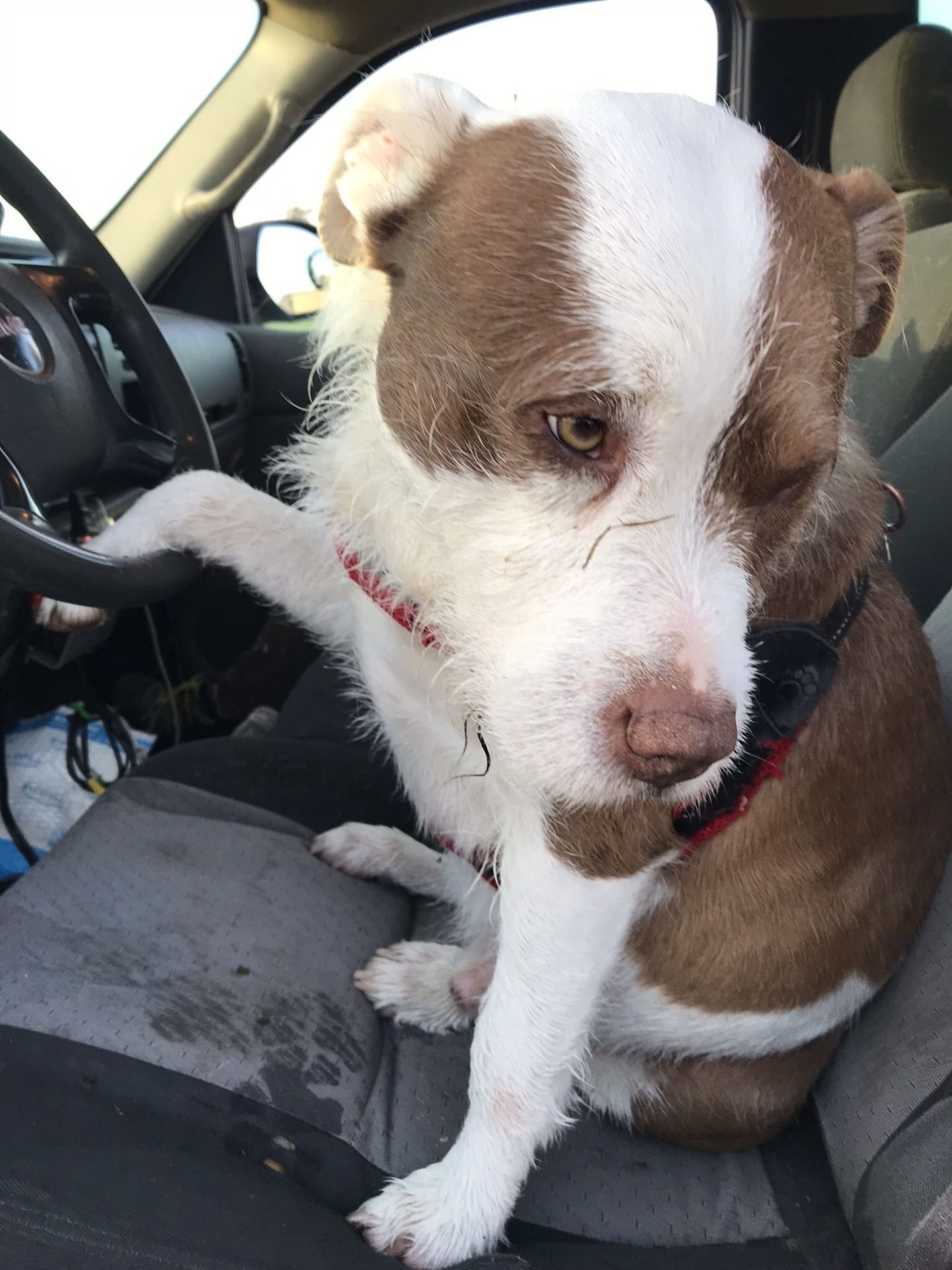 Hickory firewood for smokers for Sale in Grand Prairie, TX OfferUp
