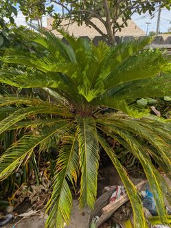 Mature Potted Sago Cycad (Sago Palm) – Stunning Landscape