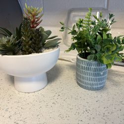 Fake Plants. Succulent