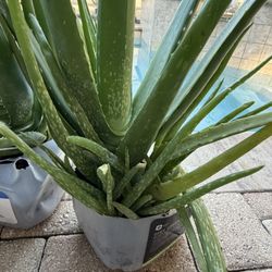 HUGE ALOE VERA PLANTS 🌱 