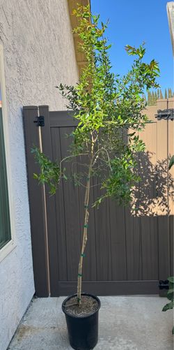 Parfianka pomegranate tree