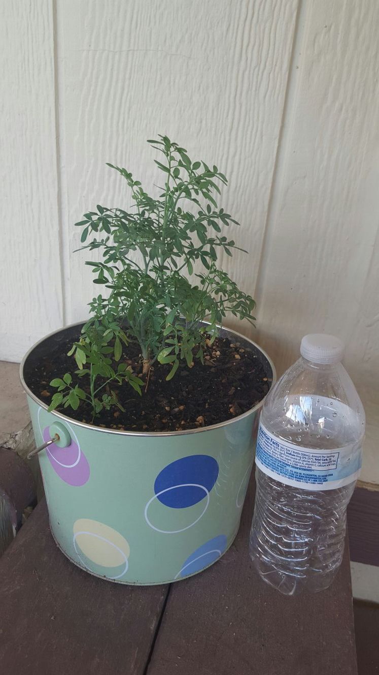 PLANTA DE RUDA / RUE PLANT.