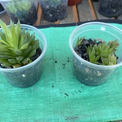 Haworthia 