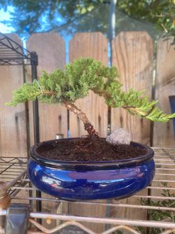 bonsai plant for sale $50 each many to choose from bonsai plants for sale $50 each many to choose from