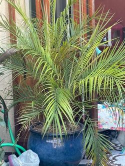 Robalini potted palm 2