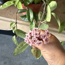 Hoya Carnosa Blooming Very Healthy 