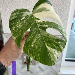 Monstera Albo Cutting
