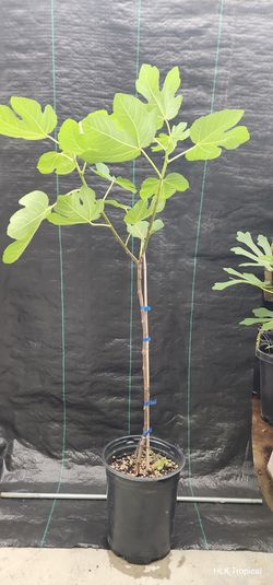 🌳 3.5ft Black Madeira KK Fig Tree (5 Gallon) - Has Figlets! 🪴