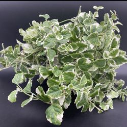 Ivy Artificial Plant in Decorative White Ceramic 4.5" x 4"  Container Planter