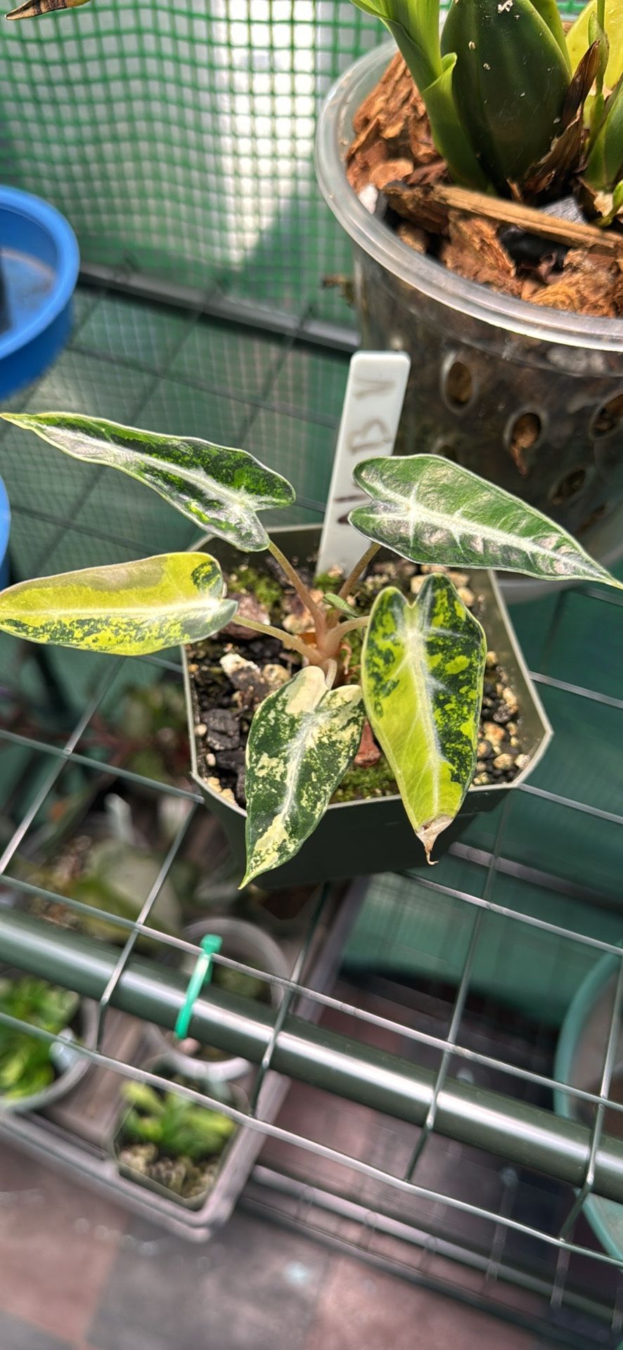 Alocasia Bambino Aurea