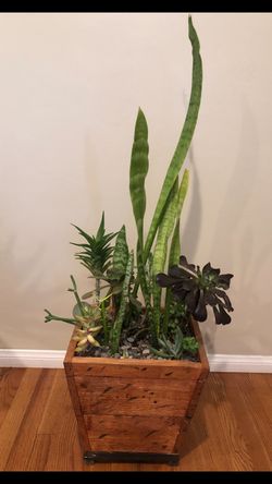 Wood pot plant