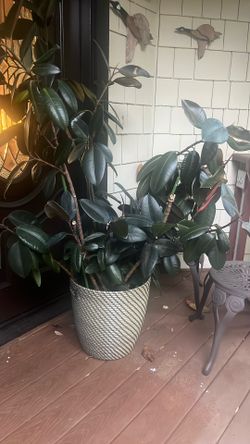 Plant For Sell