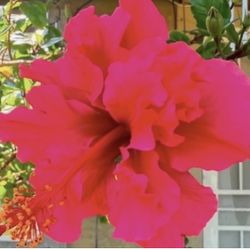 Hibiscus 🌺 Double Flawer in 5 Gallons Almost 3 Ples Floor Up The Tall $30 Each Price Firm