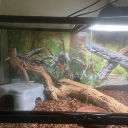 Enclosure For Bearded Dragon 