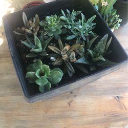 Two Gallon Decorative Pot With Succulent Plants
