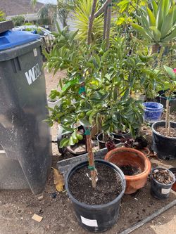Kumquat en Maseta de 15 galones su precio es $140