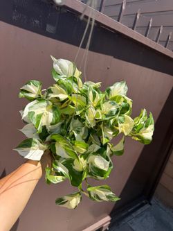 6” manjula pothos