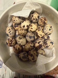 Qauil 12 eggs