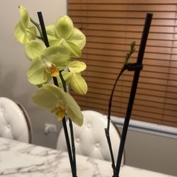 Orchids 