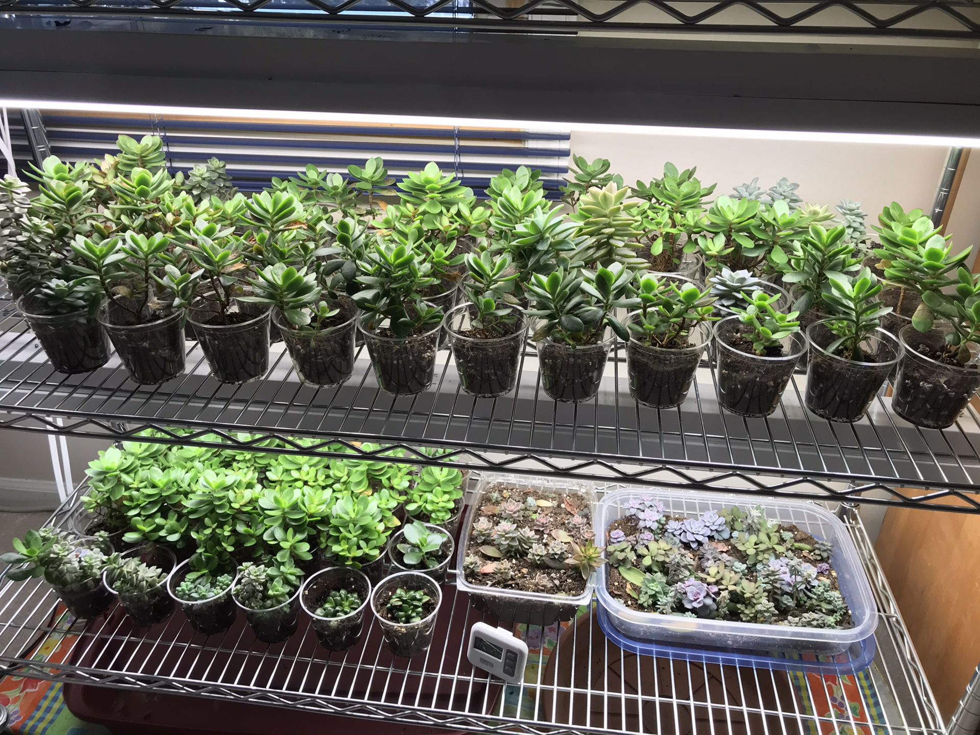 Succulents - $1.00 flash sale to make room for more!!