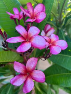 Plumeria cuttings