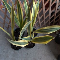 RARE Sansevieria Yellowstone Snake Plant 