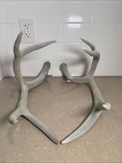 Matched Pair Shed Deer Antlers