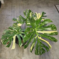 Mature Monstera Thai Cons