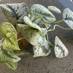 Satin Pothos Plant