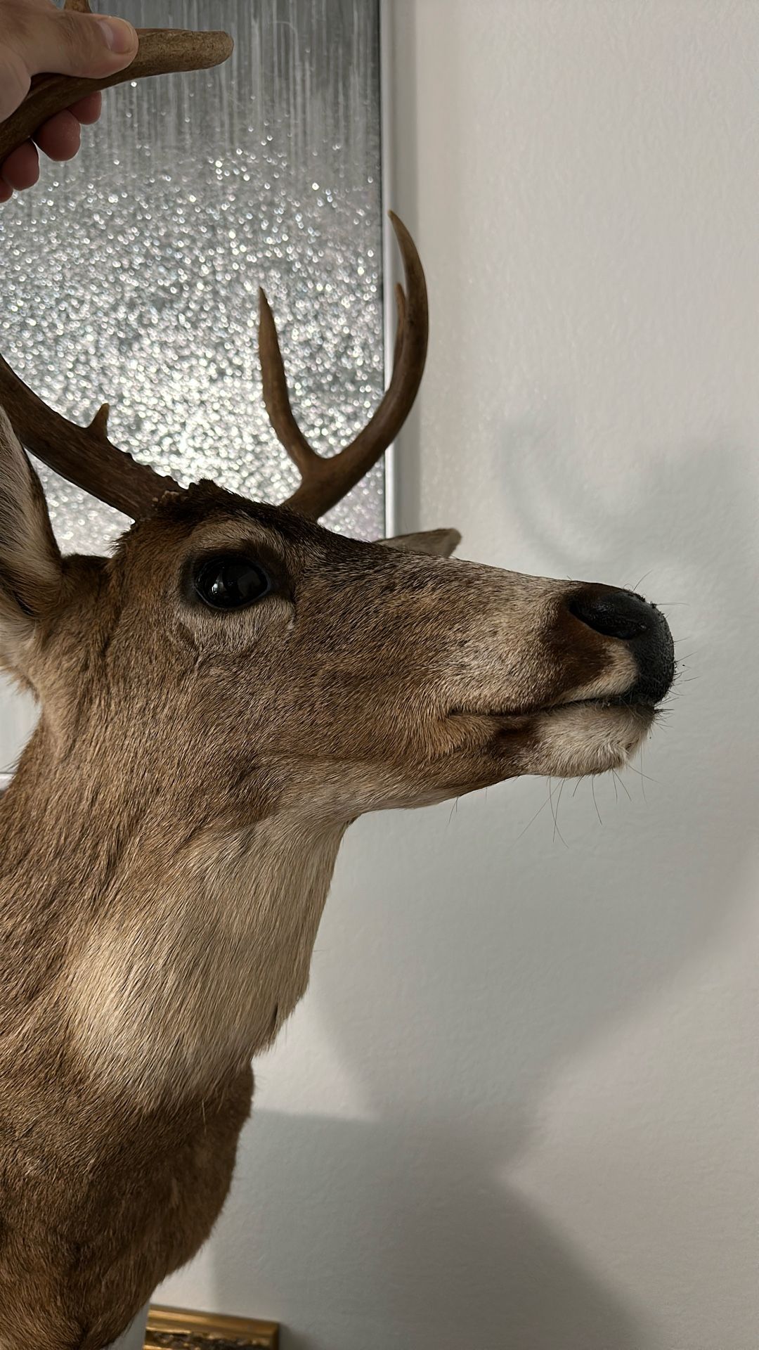 deer head